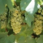 differences red white wine grapes 3.1 800x8001 150x150