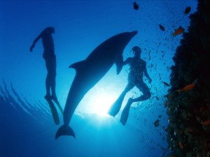 divers and a dolphin 2641 300x225