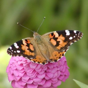 Vanessa cardui photo 3 300x300