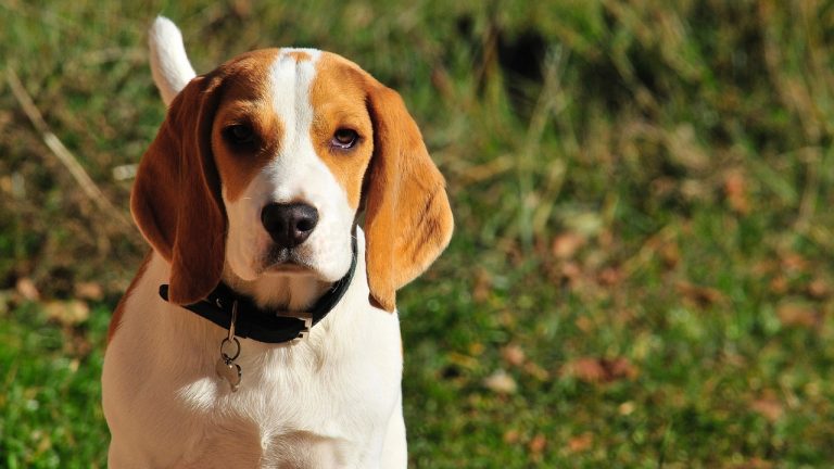 razza beagle