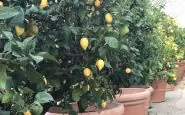 Quando cogliere i limoni