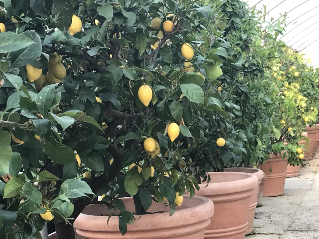 Quando cogliere i limoni