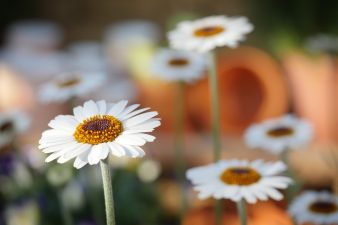 nomi dei fiori