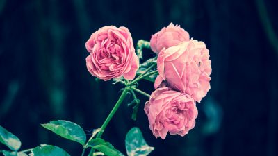 nomi dei fiori