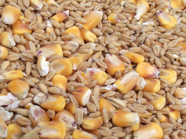 Variare con la dieta dei cereali