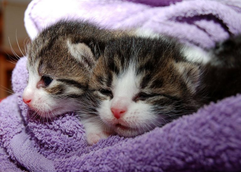 Gatti Maschi E Gatte Femmine Le Differenze