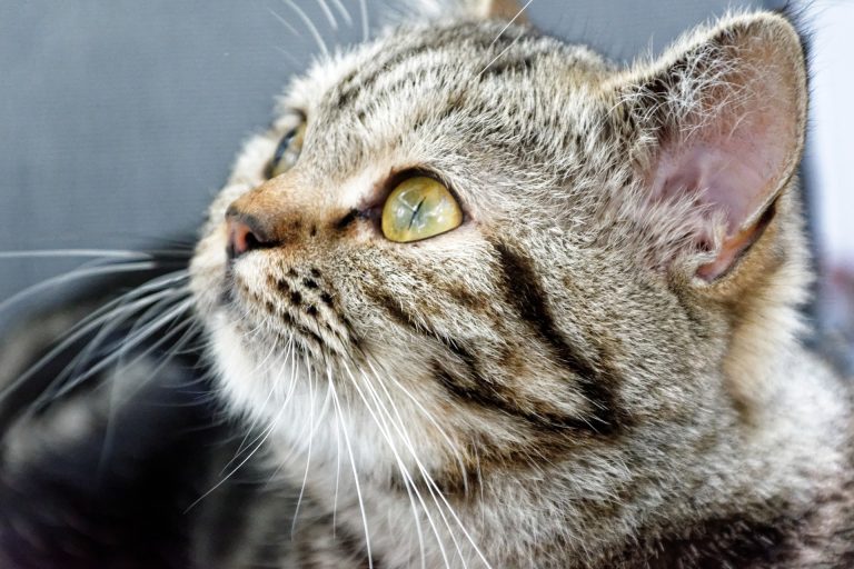 Ipervocalizzazione gatto