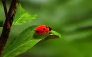 coccinella