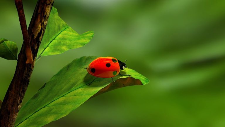coccinella