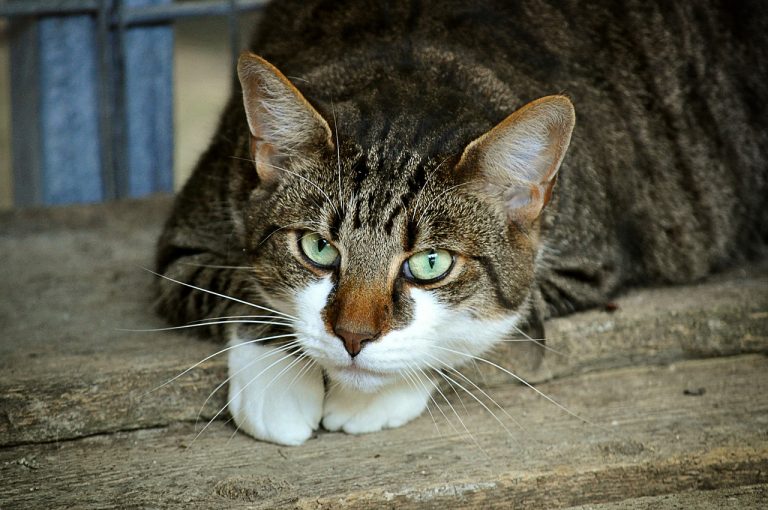 urina dei gatti