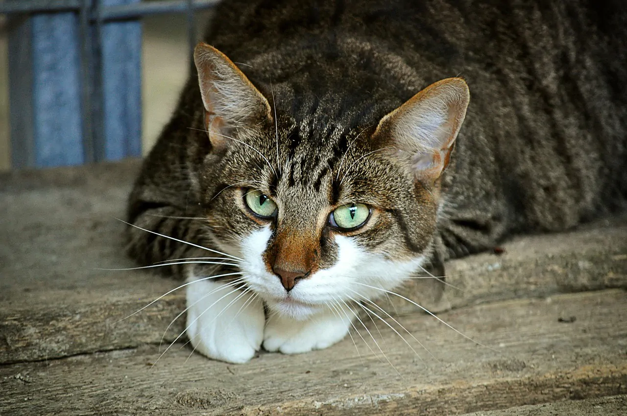 urina dei gatti