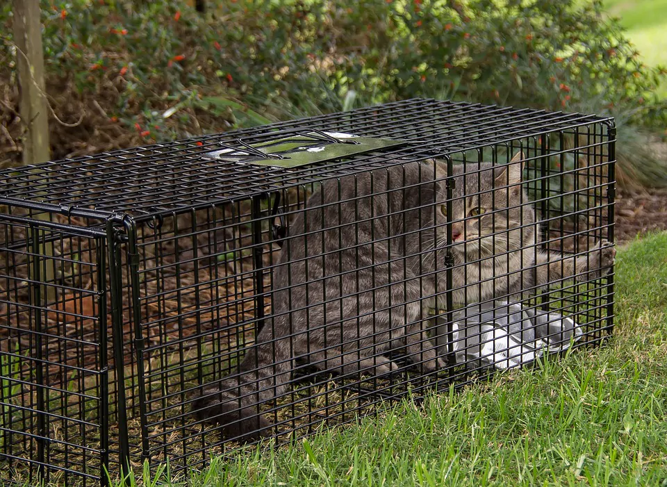 trappola per gatti