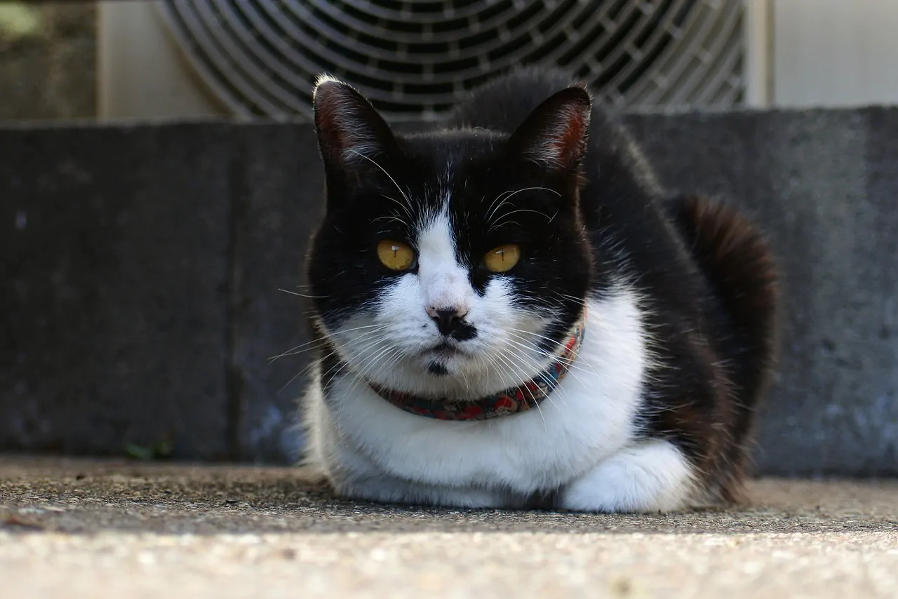 catturare un gatto