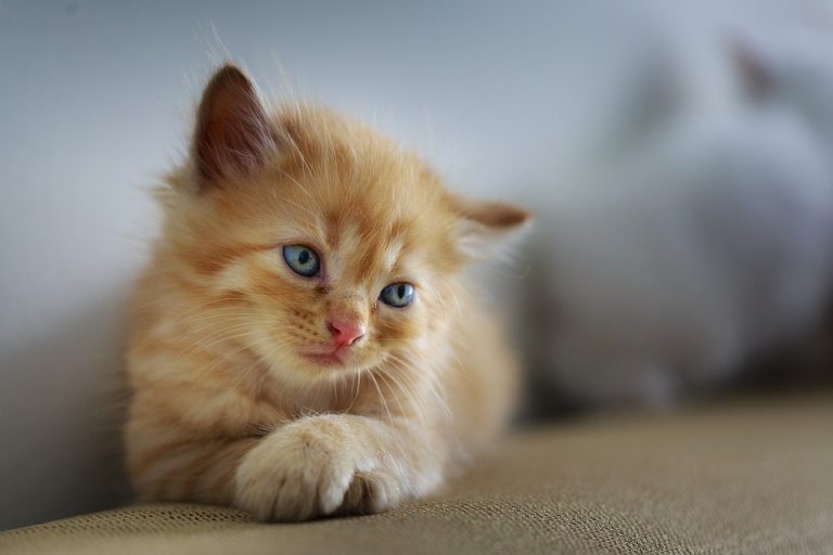 Gatti sterilizzati Gatti sterilizzati