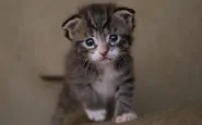 gattino