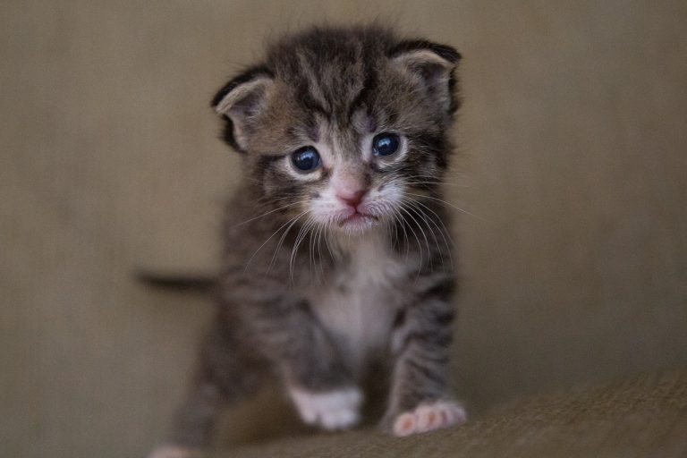 Come Allevare Un Gattino Appena Nato Senza Madre