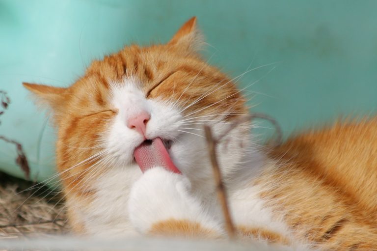 salivazione nei gatti