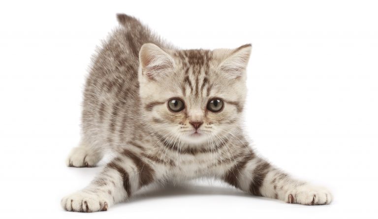 Funny kitten gatto