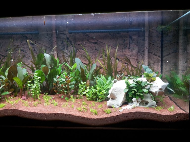 acquario