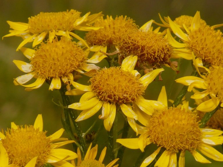 arnica arnica