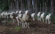 pelle di agnello