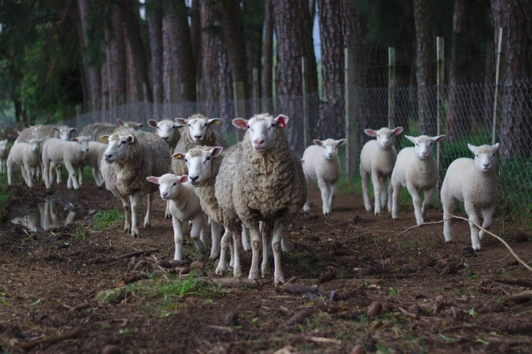pelle di agnello