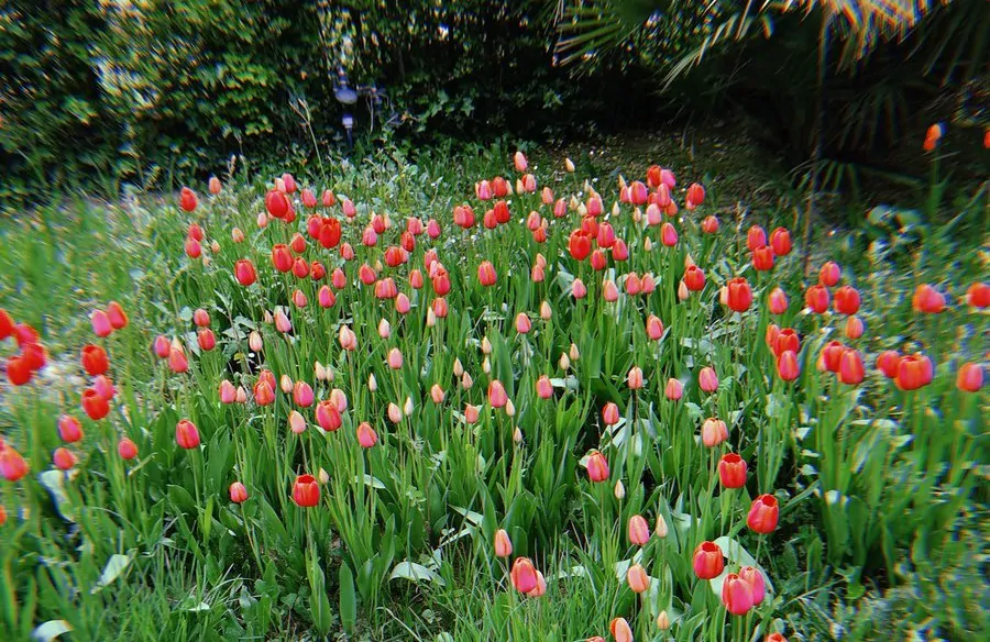 Tulipani potaturaTulipani potatura