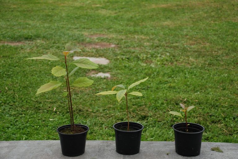 pianta di avocado