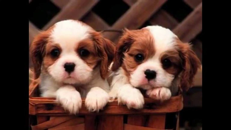 cagnolini 768x432