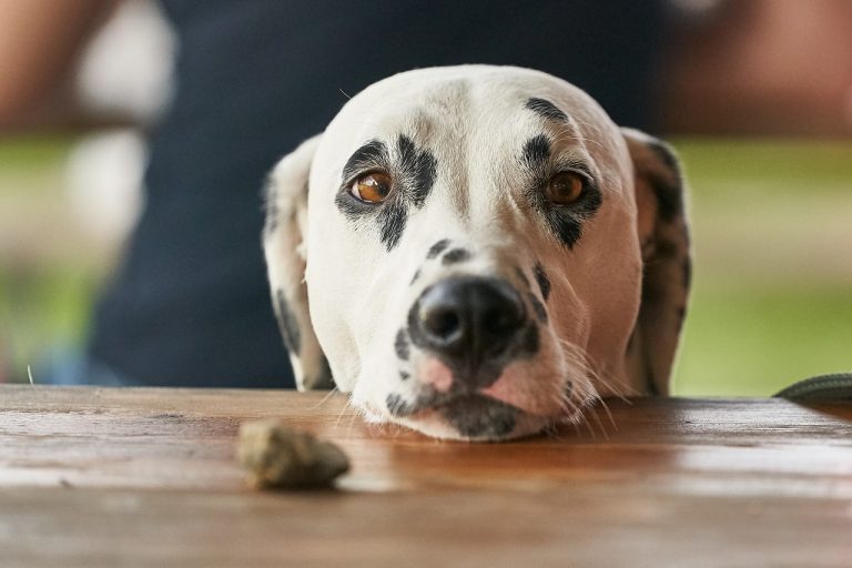 cani pompiere cani pompiere