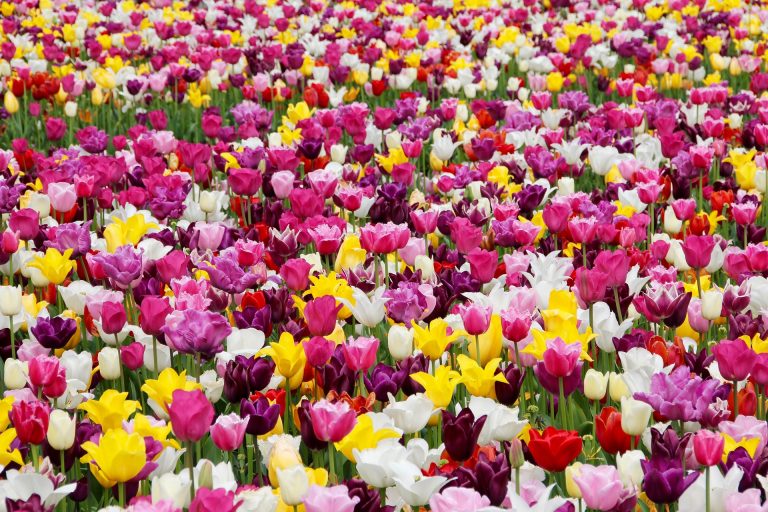 tulipani