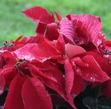 article page main ehow images a04 a2 nd care christmas poinsettia 800x800