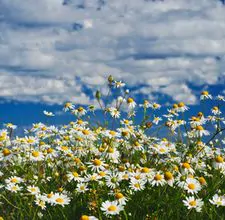 camomile