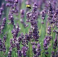 lavanda