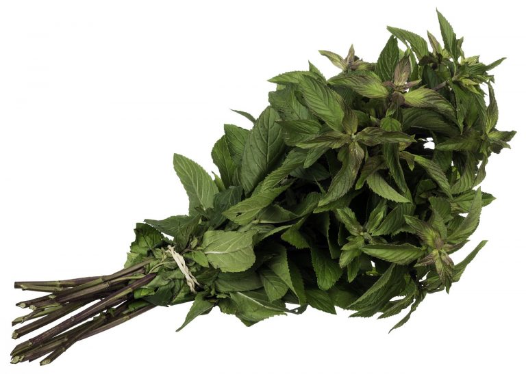 essiccazione menta
