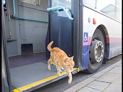 2011 12 The Cat Bus 008 400x300