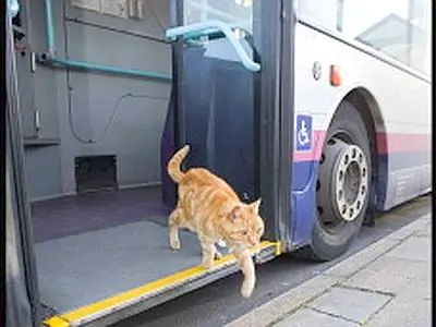 2011 12 The Cat Bus 008 400x300
