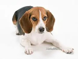 Beagles1