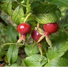 article page main ehow images a04 q1 j1 benefits rose hips oil 800x8001
