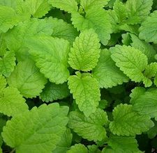 article page main ehow images a04 tt jd harvest use lemon balm 800x800