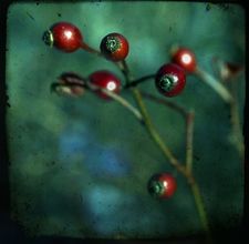 article page main ehow images a05 i7 vr rose hips used for 800x800
