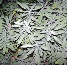 article page main ehow images a05 q3 p8 make sage tea ground sage 800x800