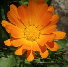 article page main ehow images a06 66 o2 dry calendula flowers 800x800