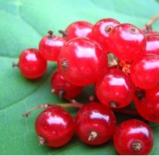 article page main ehow images a06 ap 8q identify wild currant 800x800