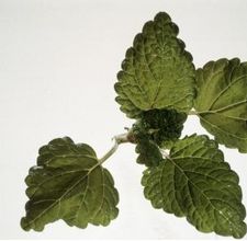 article page main ehow images a07 n3 ab cooking lemon balm 800x800