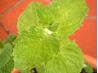 article preview ehow images a05 9v 3o description lemon balm 1.1 800x800