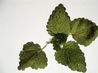 article preview ehow images a07 4s 2c uses fresh lemon balm leaves 1.1 800x800