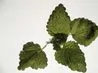article preview ehow images a07 4s 2c uses fresh lemon balm leaves 1.1 800x800