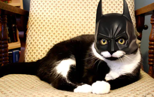 batman mask for cats