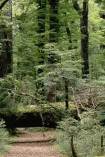 bosco alpino 290x435